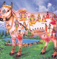 india_sacred_cow_hindu_holy_vegetar.jpg